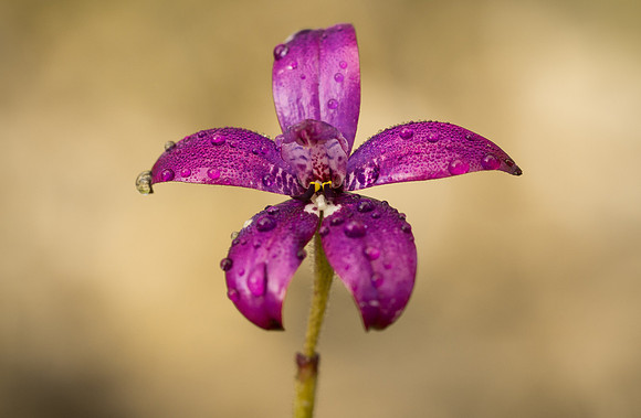 Purple Enamel Orchid