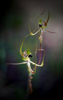 Fringed Mantis Orchid