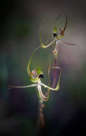 Fringed Mantis Orchid
