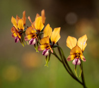 Large Pansy Orchid