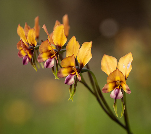 Large Pansy Orchid
