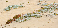Dune Plants