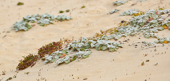 Dune Plants