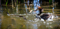 Great Crested Grebe Podiceps cristatus