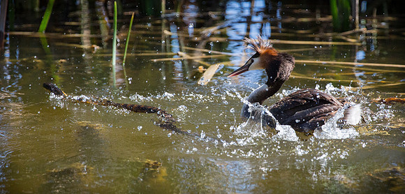 Great Crested Grebe Podiceps cristatus