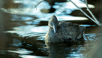 Freckled Duck Stictonetta naevosa