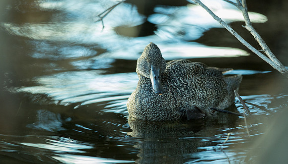 Freckled Duck Stictonetta naevosa