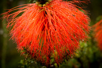 Swamp Bottlebrush