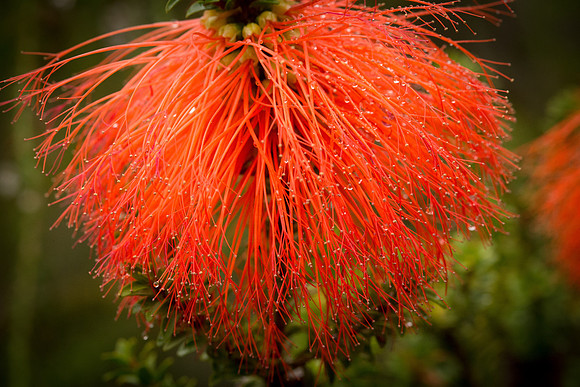 Swamp Bottlebrush