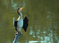 Darter (female) Aningha melanogaster
