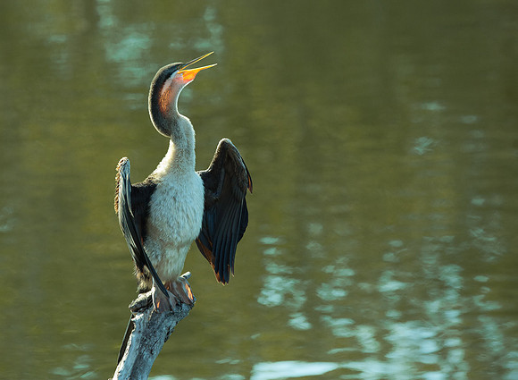 Darter (female) Aningha melanogaster