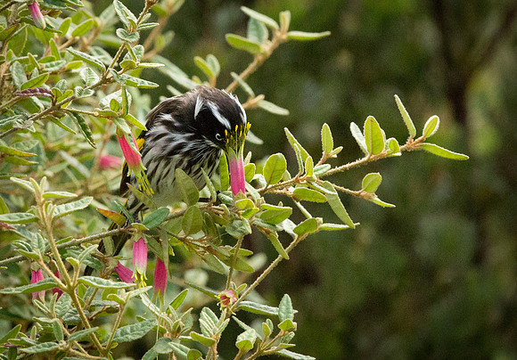 Pollen Face
