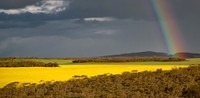 Rainbow over Canola Fields