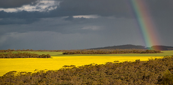 Rainbow over Canola Fields