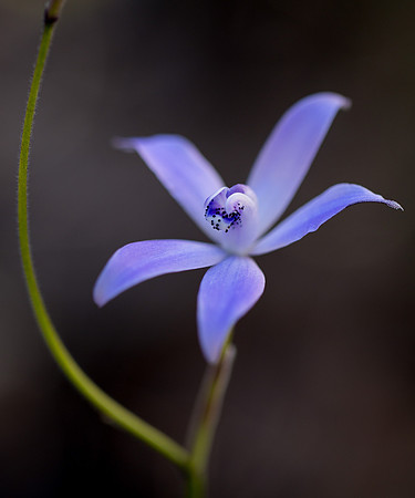 Silky Blue Orchid