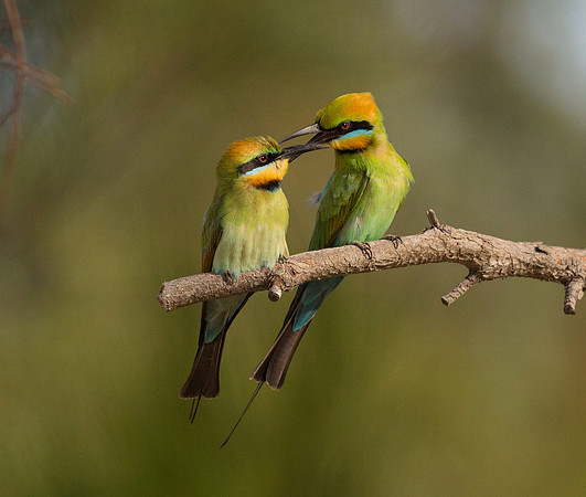 Rainbow Bee-eater Pair