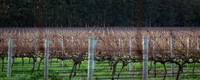 Winter Vineyard