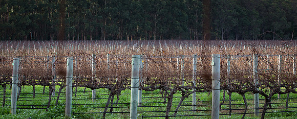 Winter Vineyard
