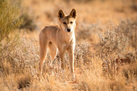 Dingo
