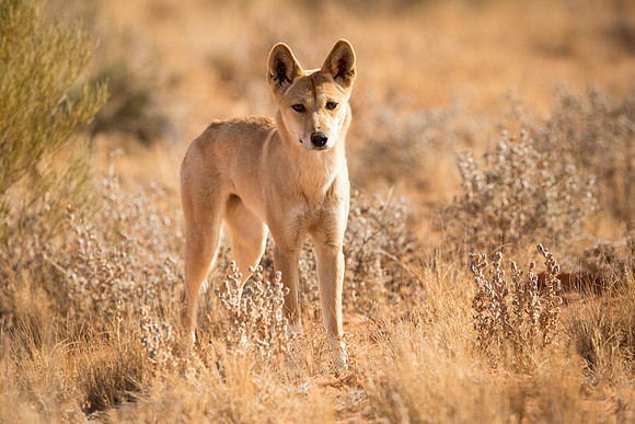 Dingo