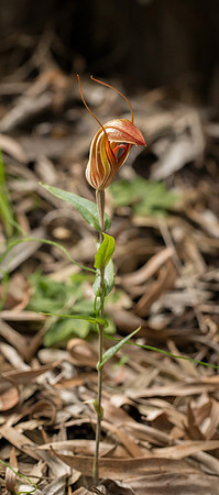 Curled-tongue Shell Orchid