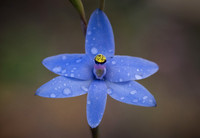 Blue Lady Orchid