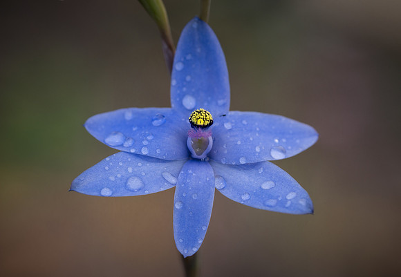 Blue Lady Orchid