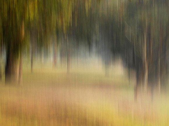 Morning Mist