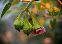 Wing-Fruited Mallee