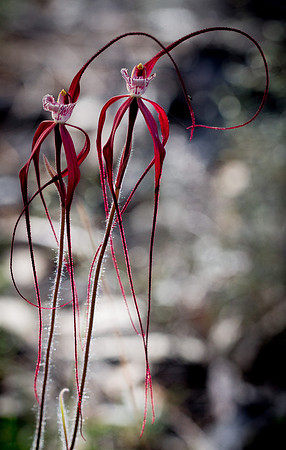 Chapman's Orchid