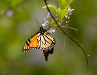 Monarch Butterfly