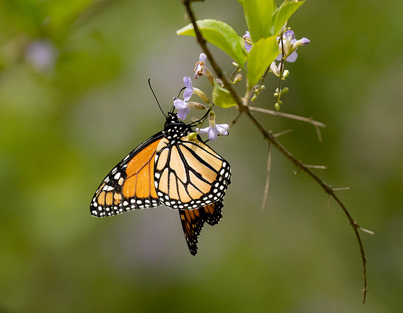 Monarch Butterfly