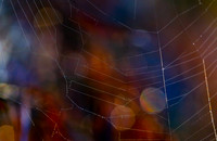Spider Web amongst Wattle Pods