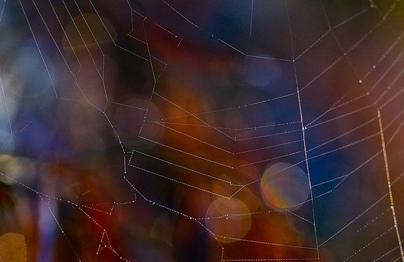 Spider Web amongst Wattle Pods