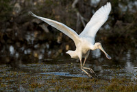 Landing