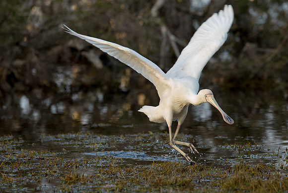 Landing