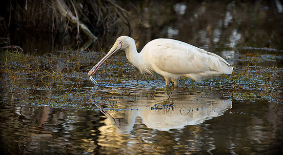 Feeding