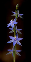Sun Orchid