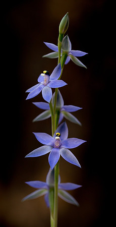 Sun Orchid