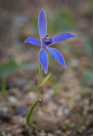 Blue Fairy Orchid