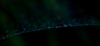 Jewelled Web-Line
