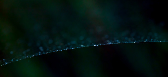 Jewelled Web-Line