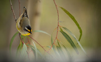 On the Twig