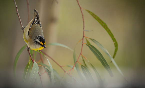 On the Twig