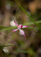 Pink Spider Orchid