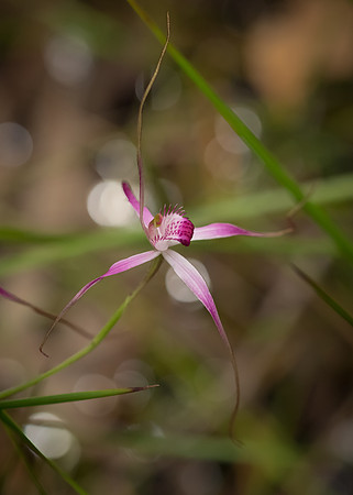 Pink Spider Orchid
