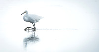 Little Egret Aredea (Egretta) garzetta