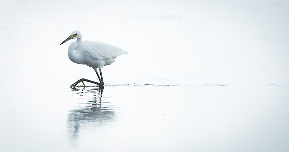 Little Egret Aredea (Egretta) garzetta