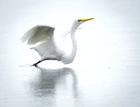 Great Egret Ardea alba