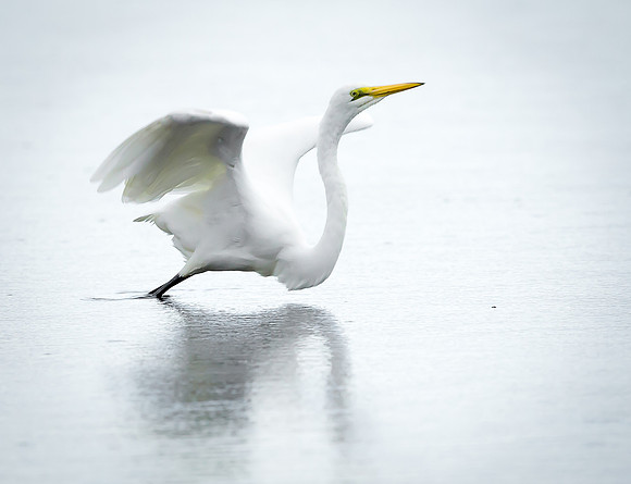 Great Egret Ardea alba